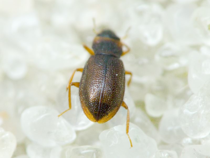 Hydraenidae Mulsant, 1844